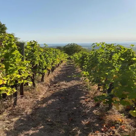 In Near Vineyards * Dambach